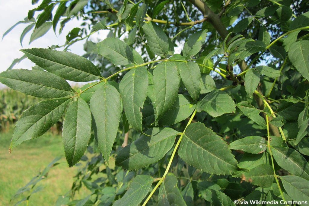 Gemeine Esche (Fraxinus excelsior), schnellwachsende Bäume