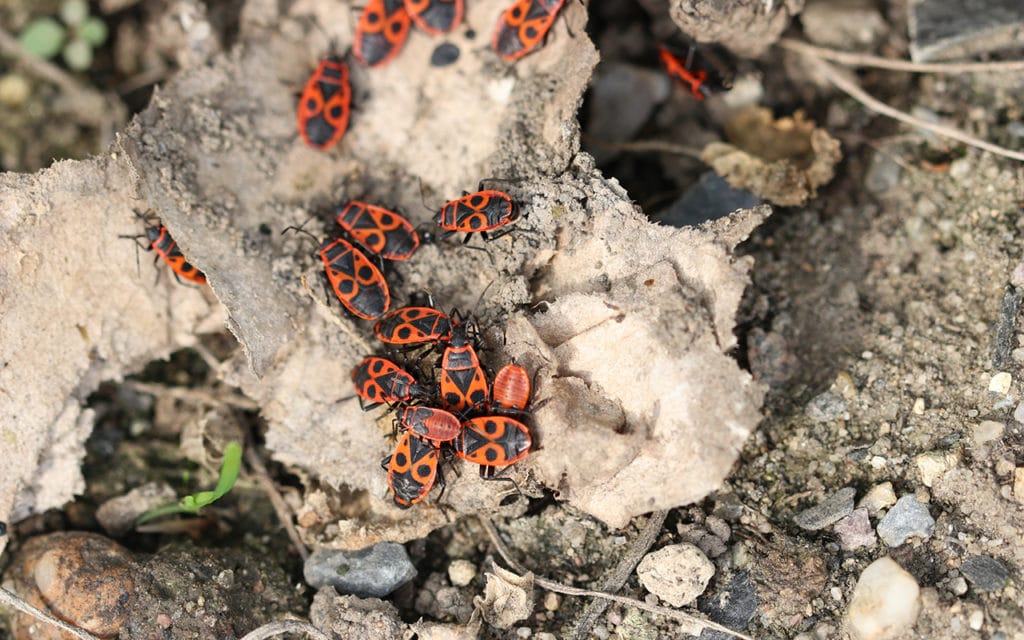 Gemeine Feuerwanze (Pyrrhocoris apterus), Wanzenarten