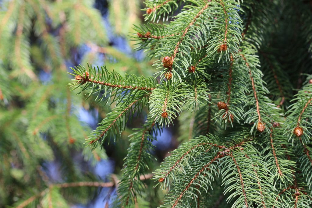 Baumarten, Gemeine Fichte (Picea abies