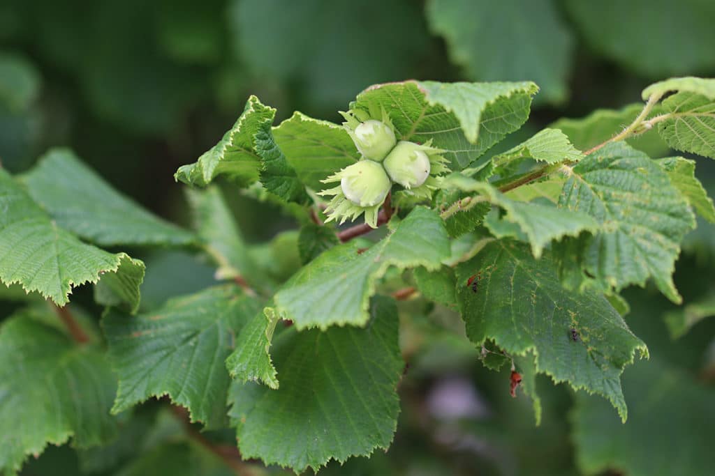 Hasel (Corylus avellana), Baumarten