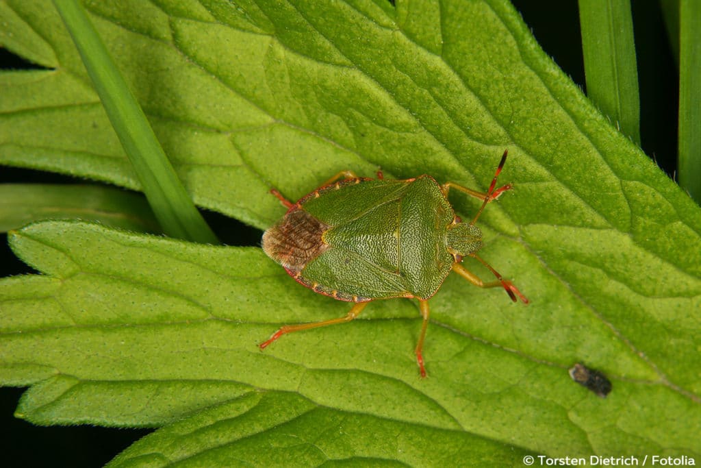 Gemeine Stinkwanze (Palomena prasina), Wanzenarten