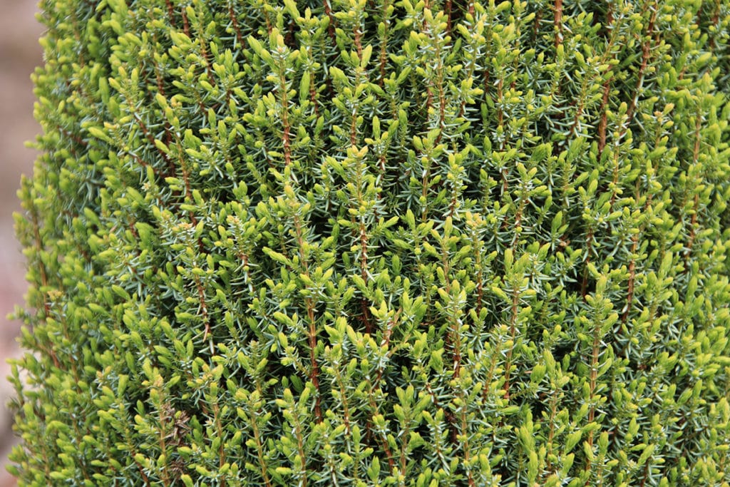 Baumarten, Gemeine Wacholder (Juniperus communis)