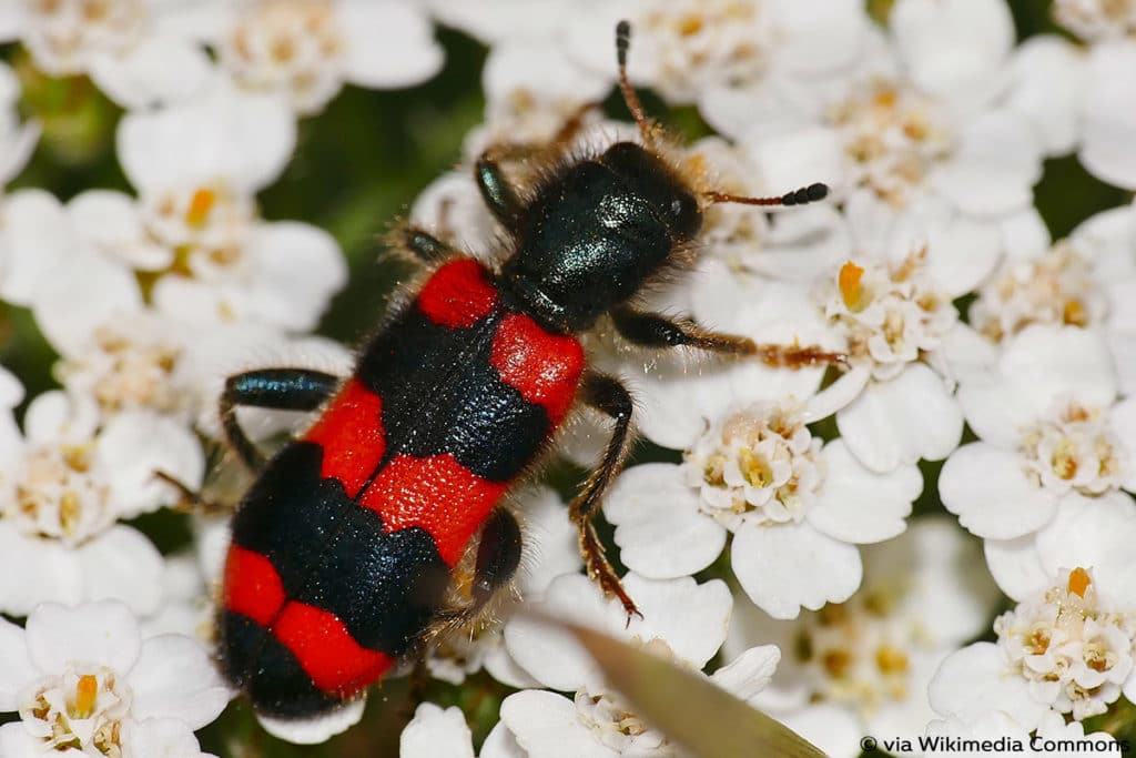 Gemeiner Bienenkäfer (Trichodes apiarius)