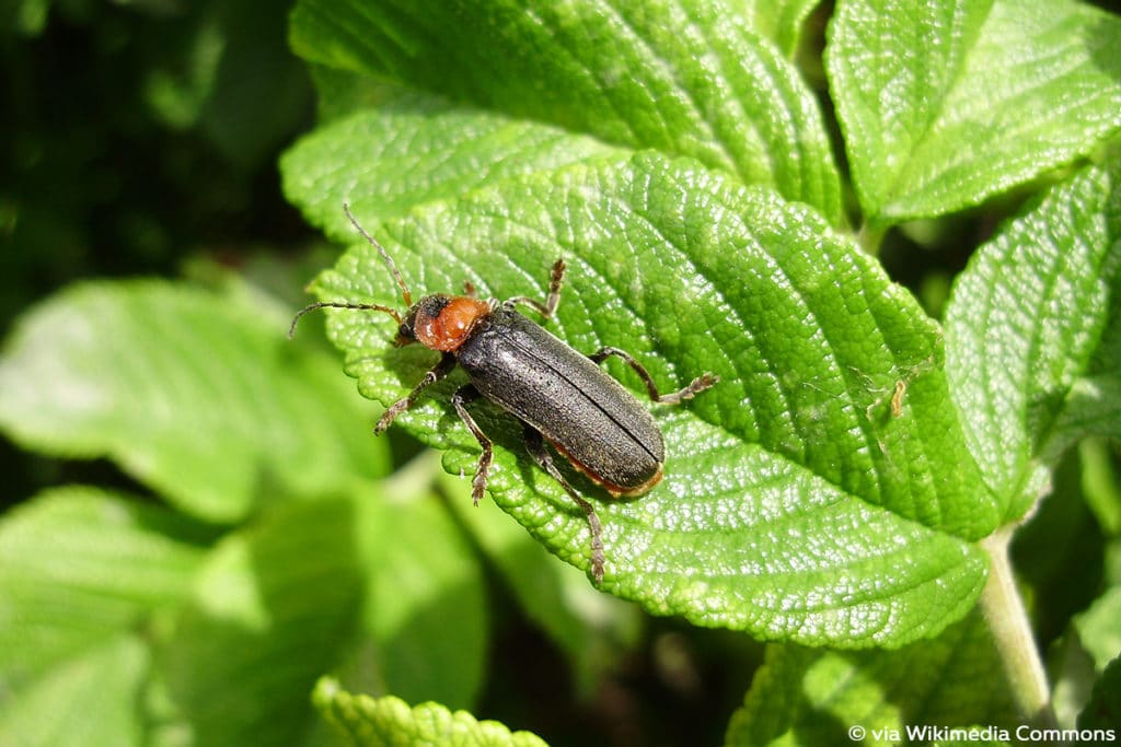 Gemeiner Weichkäfer (Cantharis fusca)