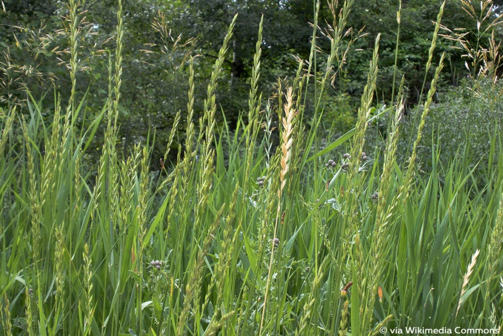 Gewöhnliche Quecke (Elymus repens)