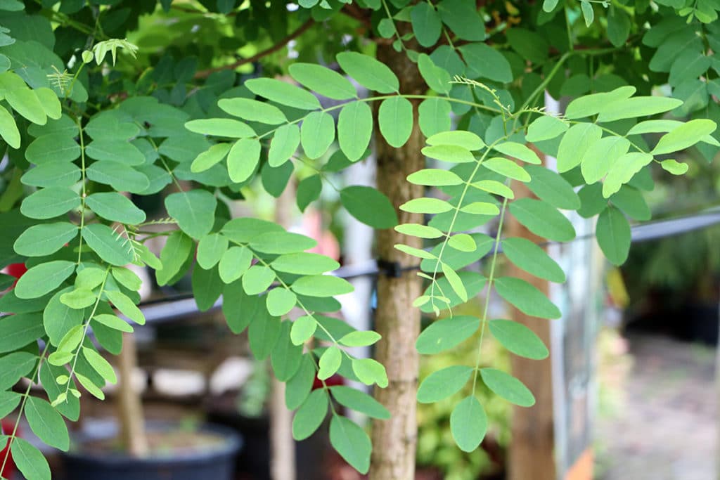 Gewöhnliche Robinie, Robinia pseudoacacia