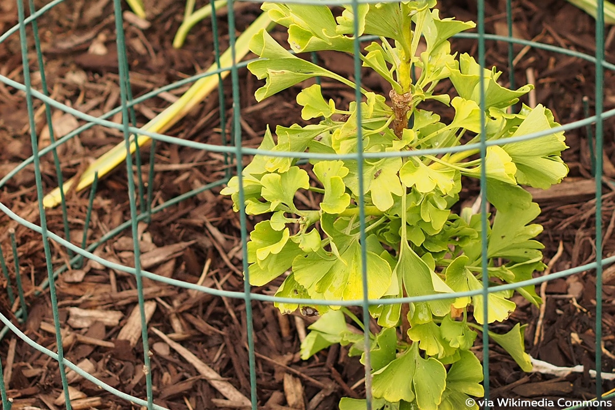 Ginkgo