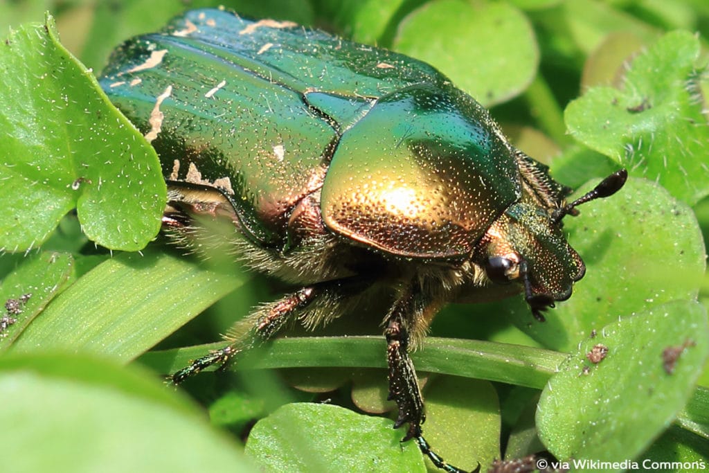 Goldglänzender Rosenkäfer (Cetonia aurata), Käferarten