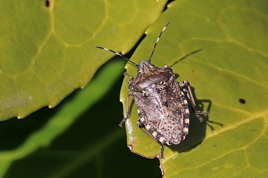 Graue Gartenwanze (Rhaphigaster nebulosa), Wanze