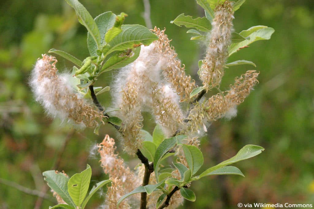 Großblättrige Weide (Salix appendiculata)