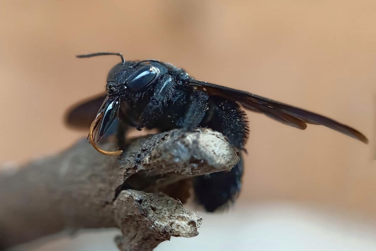 Ist Stich der Holzbiene giftig? Schwarze Hornisse