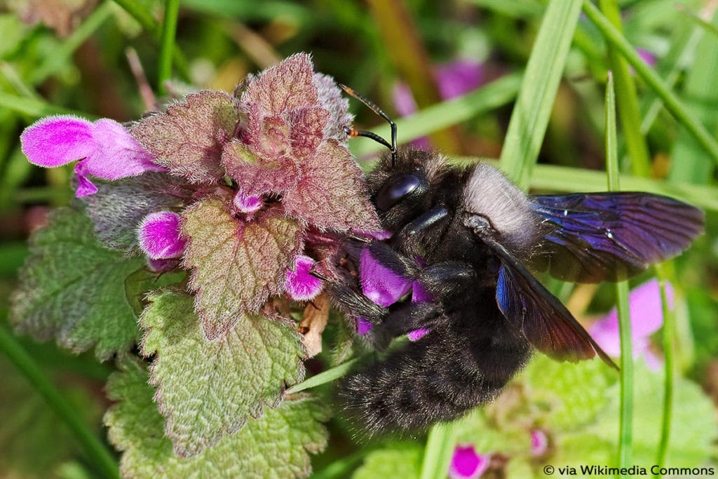 Große Holzbiene (Xylocopa violacea)