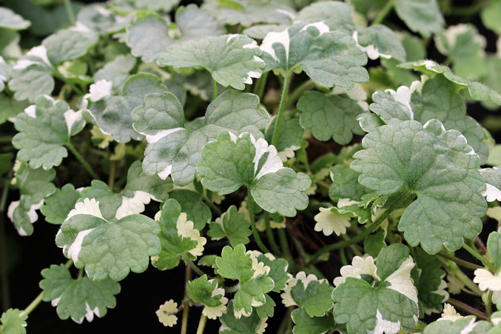 Bodendeckendes Unkraut, Gundermann (Glechoma hederacea)