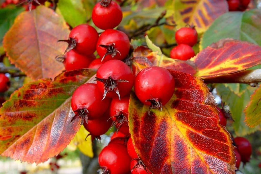 Hahnensporn-Weißdorn - Crataegus crus-galli, rote Blätter