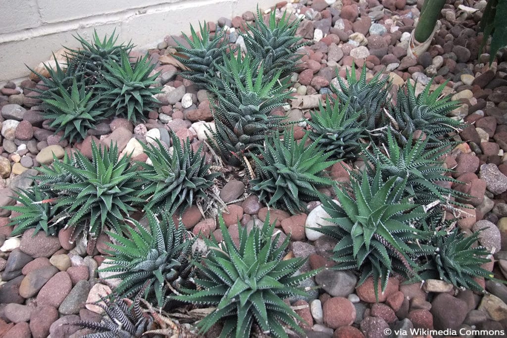 Haworthia attenuata, Agaven ähnliche Pflanzen