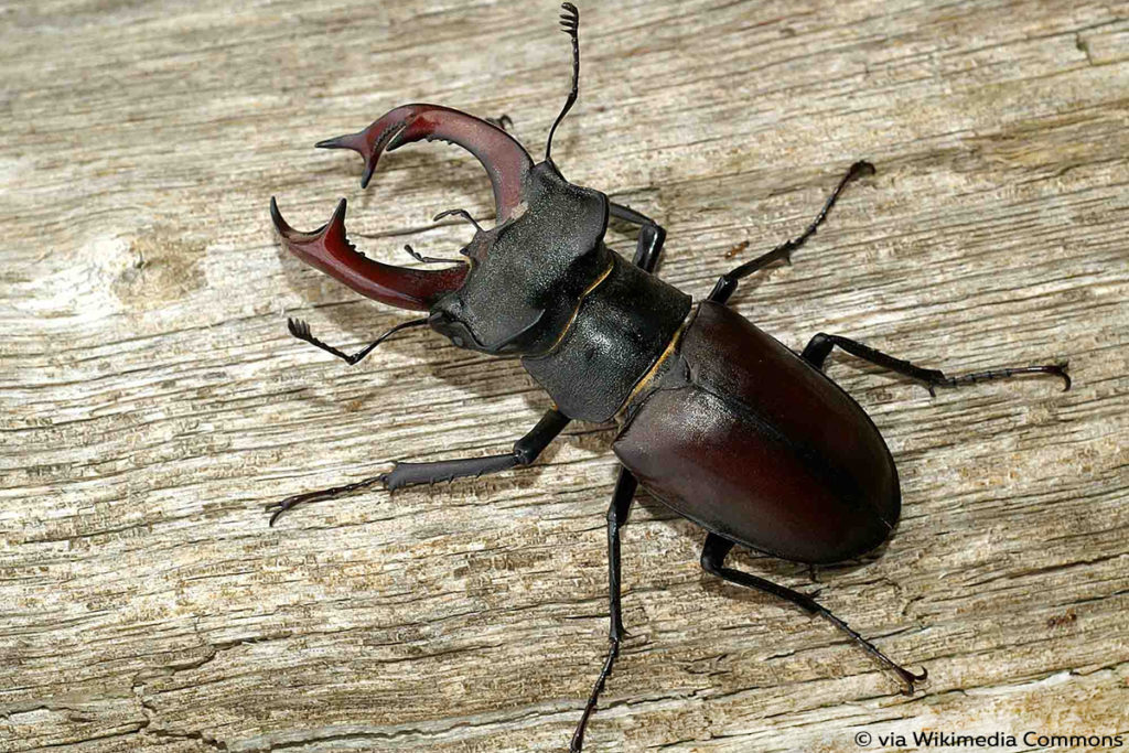 Hirschkäfer (Lucanus cervus), Käferarten