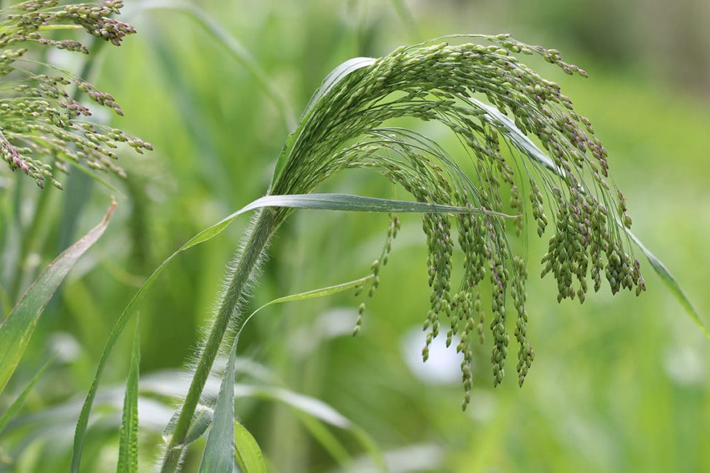 Hirse (Panicum miliaceum)