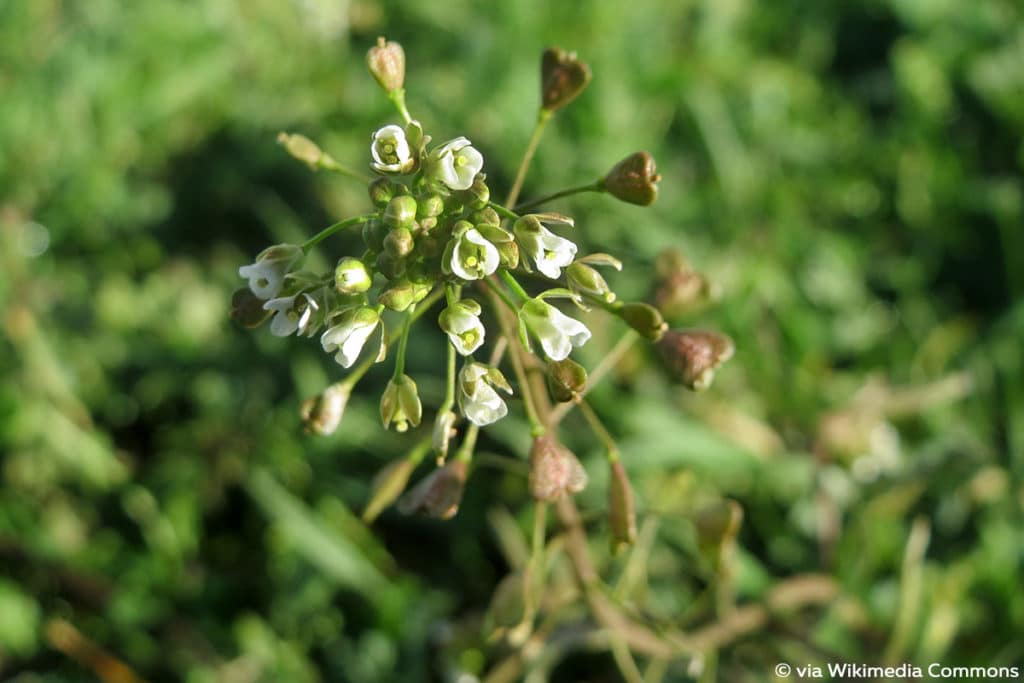 Hirtentäschel (Capsella bursa-pastoris)