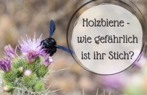 Holzbiene Stich giftig