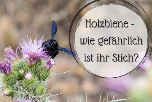 Holzbiene Stich giftig