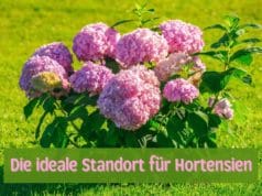Hortensien dünger - Der Gewinner der Redaktion