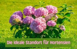 Standort Hortensie