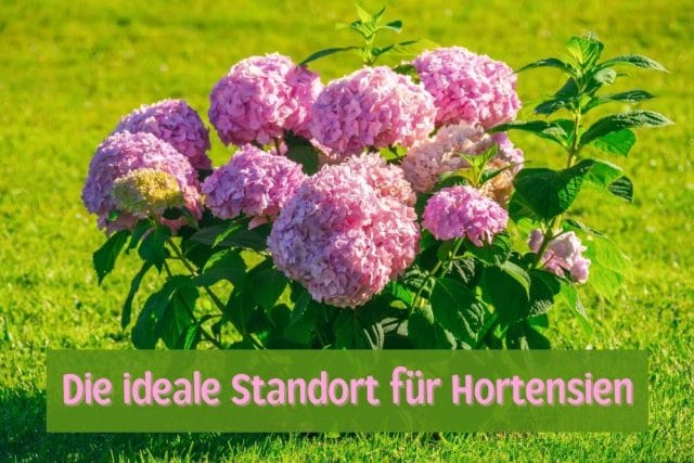 Standort Hortensie