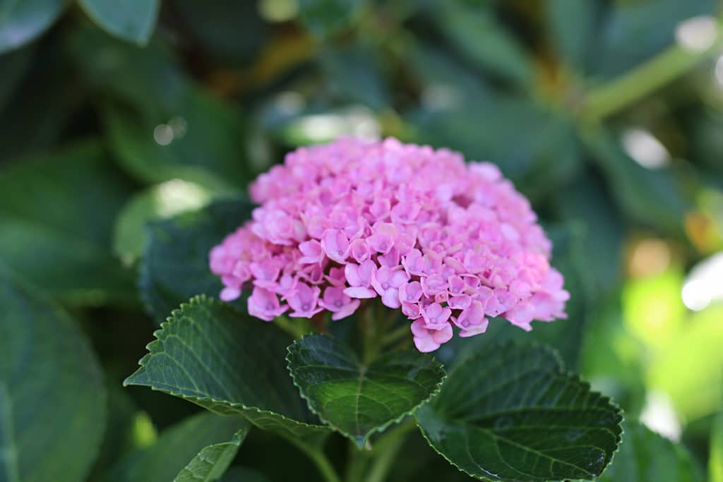 Hortensie