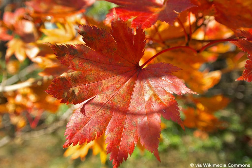 Japanischer Ahorn - Acer japonicum