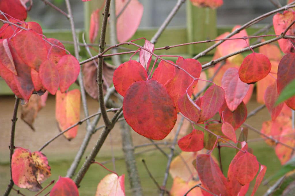 Japanischer Kuchenbaum - Cercidiphyllum japonicumJapanischer Kuchenbaum - Cercidiphyllum japonicum