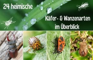 Käfer- und Wanzenarten