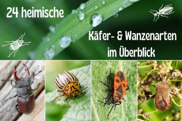 Käfer- und Wanzenarten