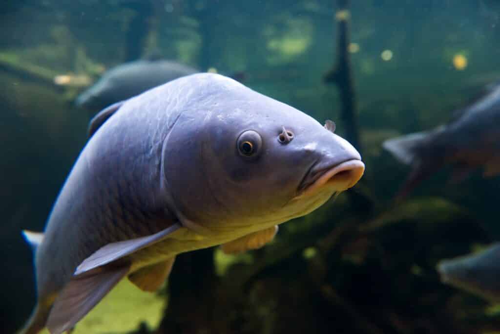 Karpfen (Cyprinus carpio) im Teich