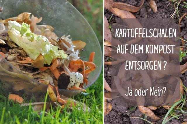 Kartoffelschalen auf dem Kompost entsorgen