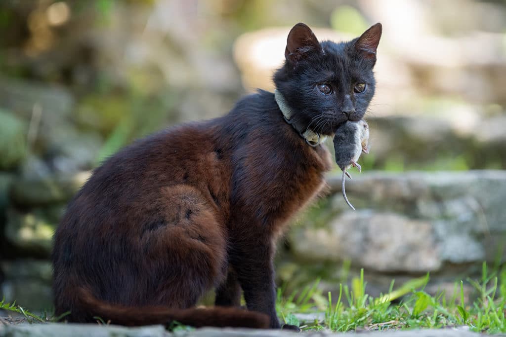 Katze, Rattenfänger