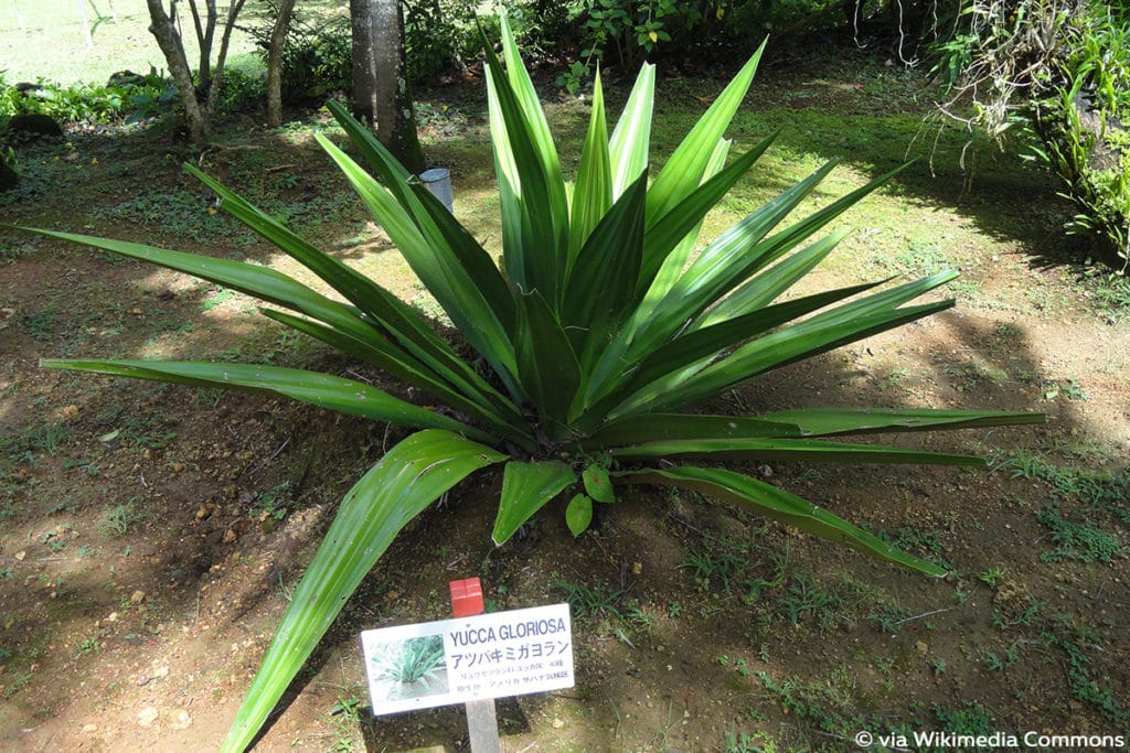 Yucca gloriosa