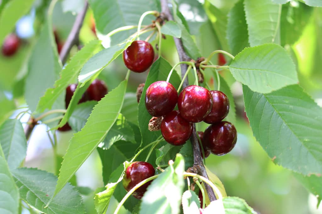 Kirschbaum (Prunus avium)