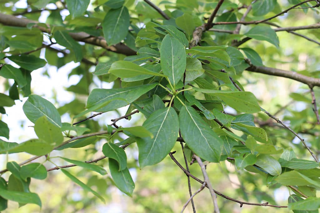 Pappel (Populus), Schattenspender