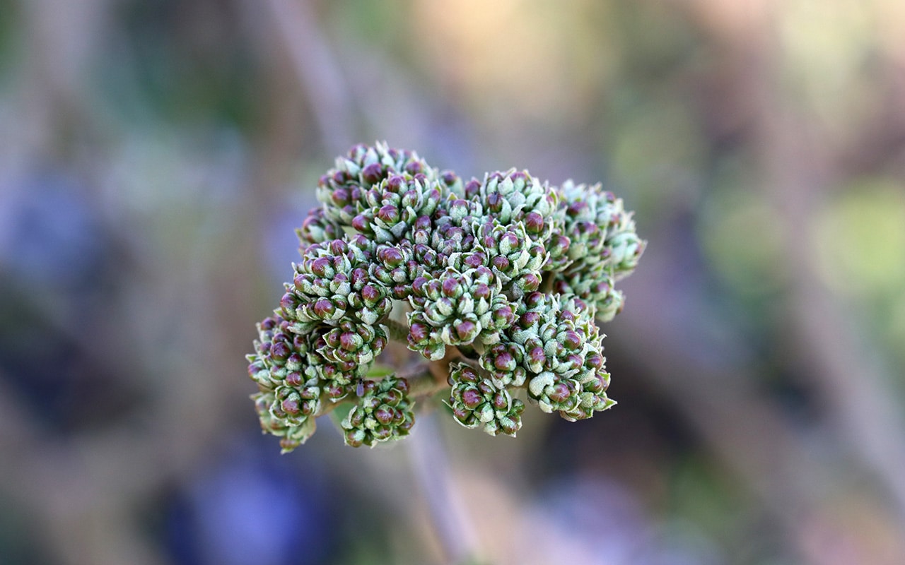 Koreanischer Duft-Schneeball (Viburnum carlesii), Kübelpflanzen