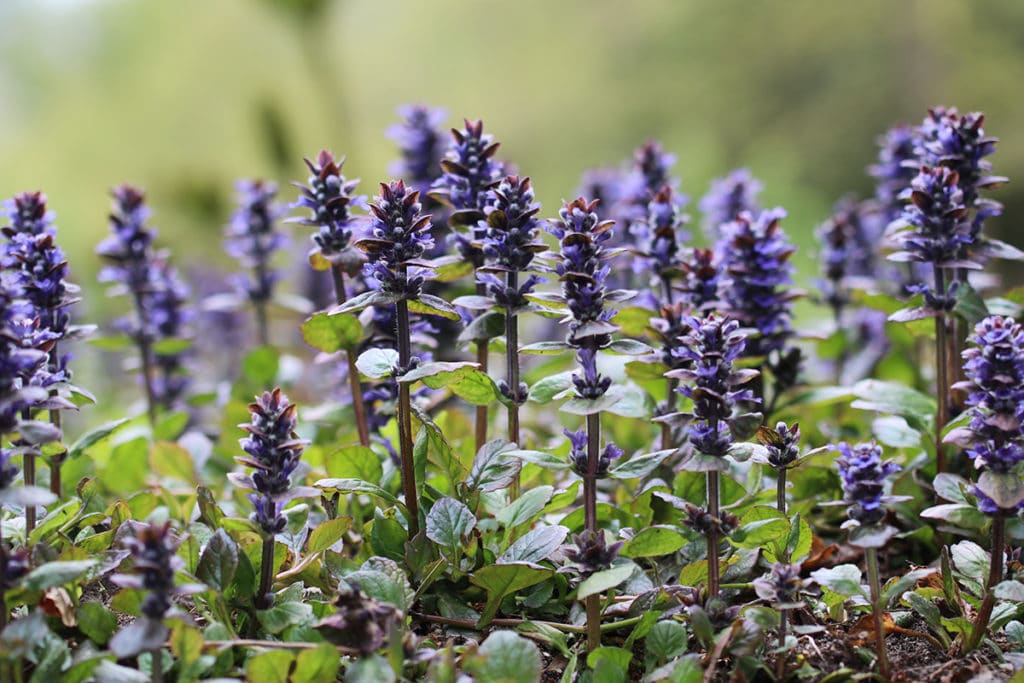 Kriechende Günsel, Ajuga reptans, Unkraut