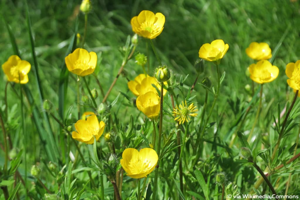 Kriechender Hahnenfuß (Ranunculus repens)