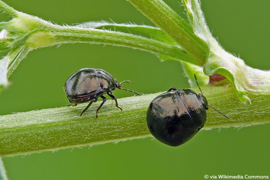 Kugelwanze (Coptosoma scutellatum)