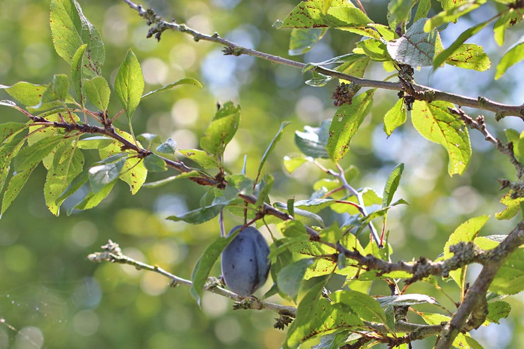 Kultur-Pflaume (Prunus domestica), Baumarten