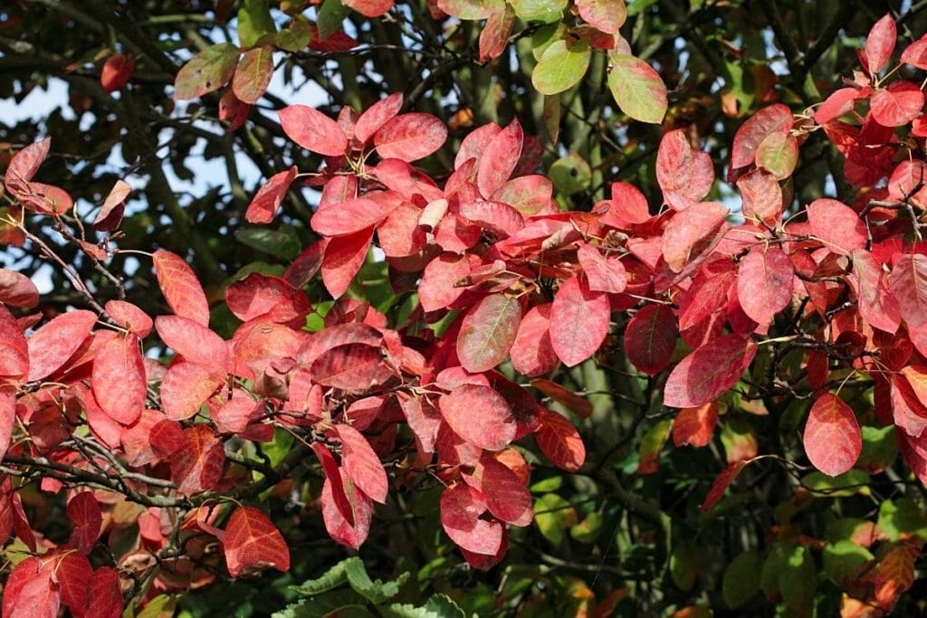 Kupfer-Felsenbirne - Amelanchier lamarckii