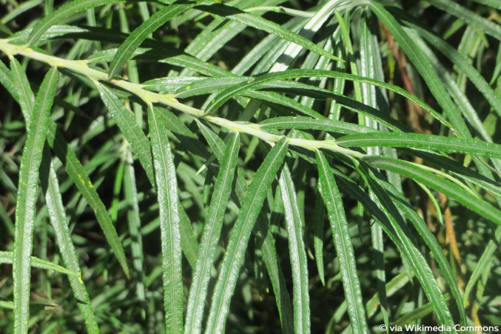 Lavendel-Weide (Salix eleagnos)