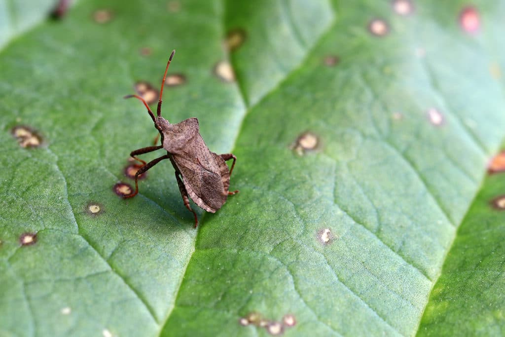 Lederwanze (Coreus marginatus), Wanze