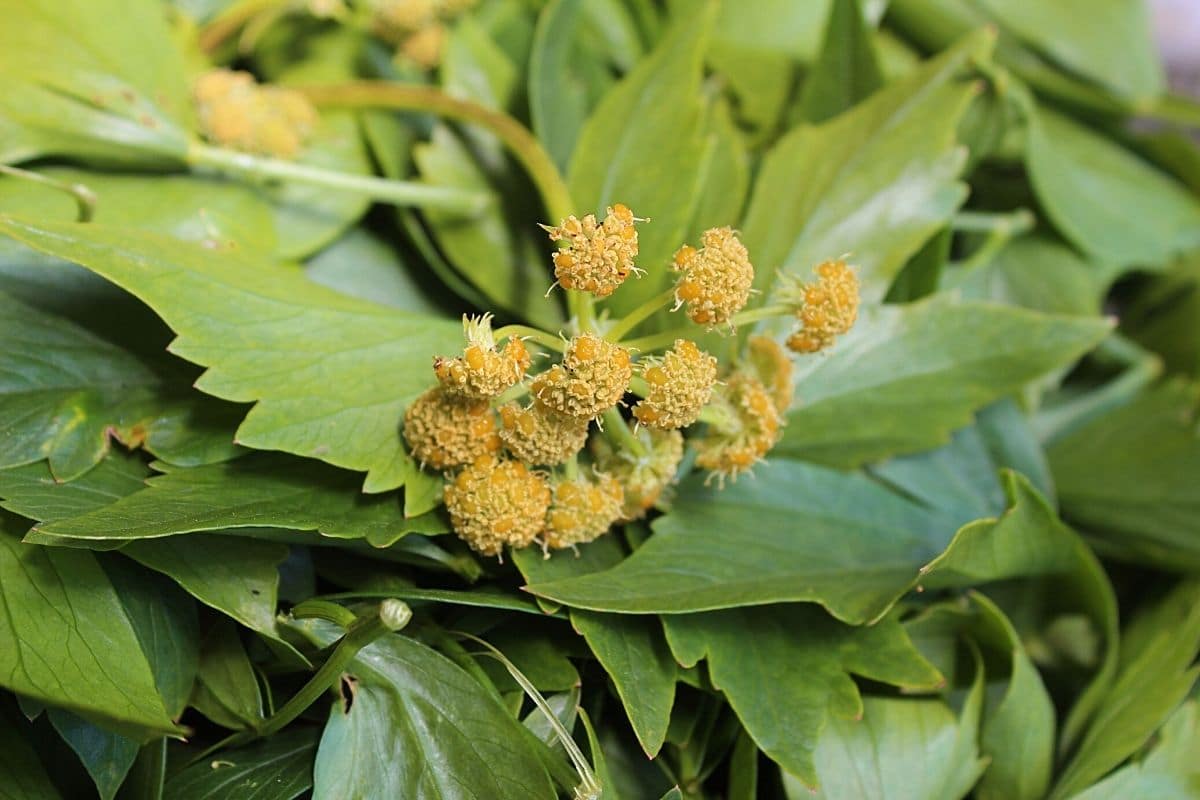 Liebst ckel Trocknen So Bewahren Sie Viel Aroma Gartendialog de