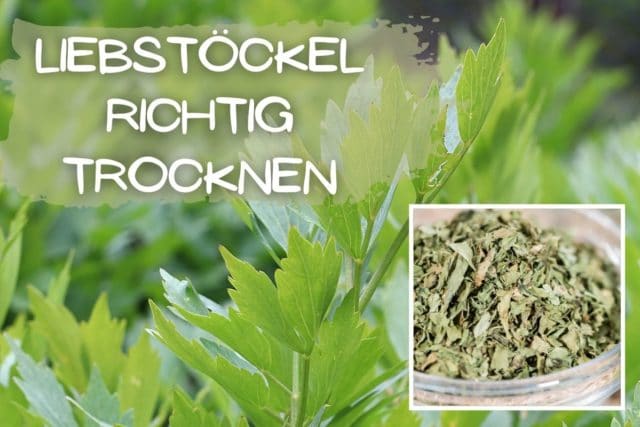 Liebstöckel trocknen