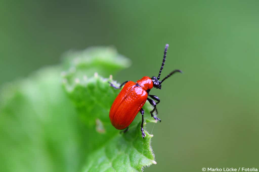 Lilienhähnchen (Lilioceris lilii)