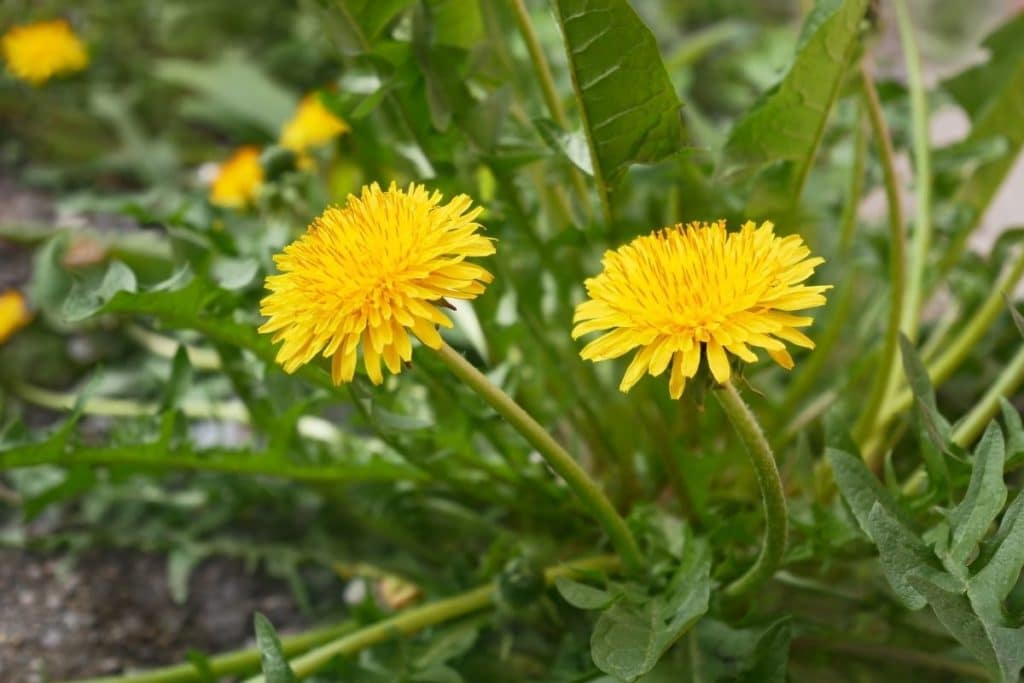 Löwenzahn (Taraxacum sect. Ruderalia), Unkraut